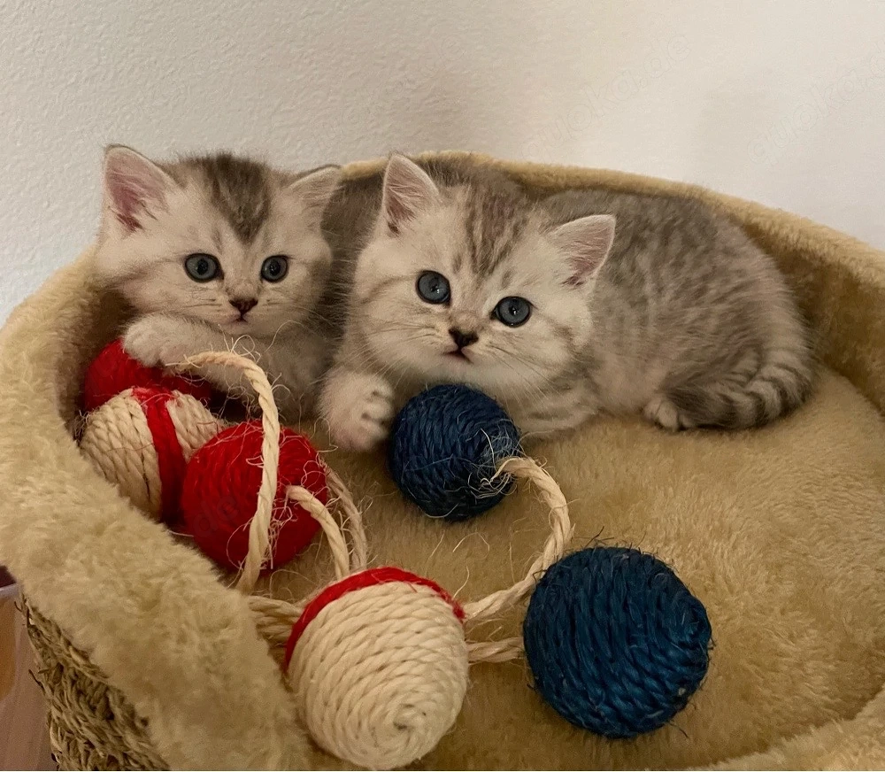 bkh Kitten