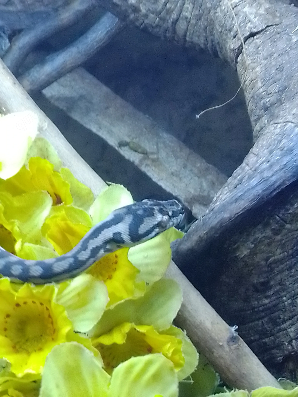 Teppichpython  Morelia spilota variegata 