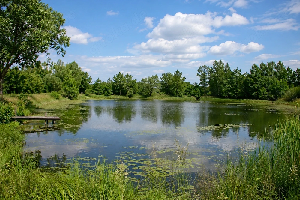     Größeren Teich zur langfristigen Pacht gesucht