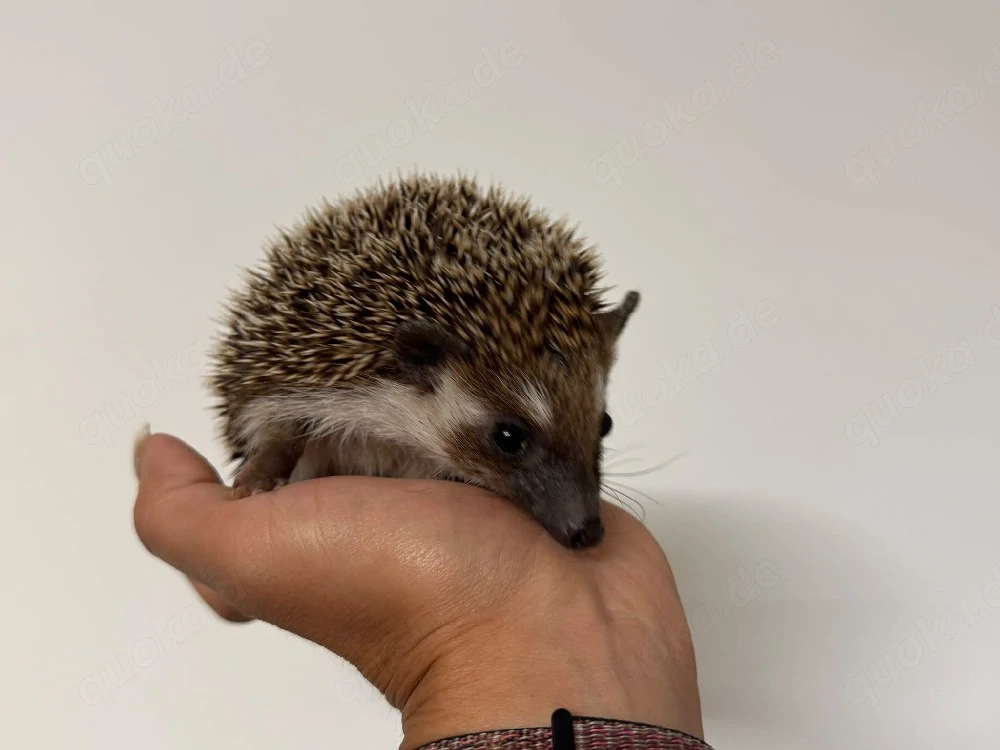 weißbauch igel Bub
