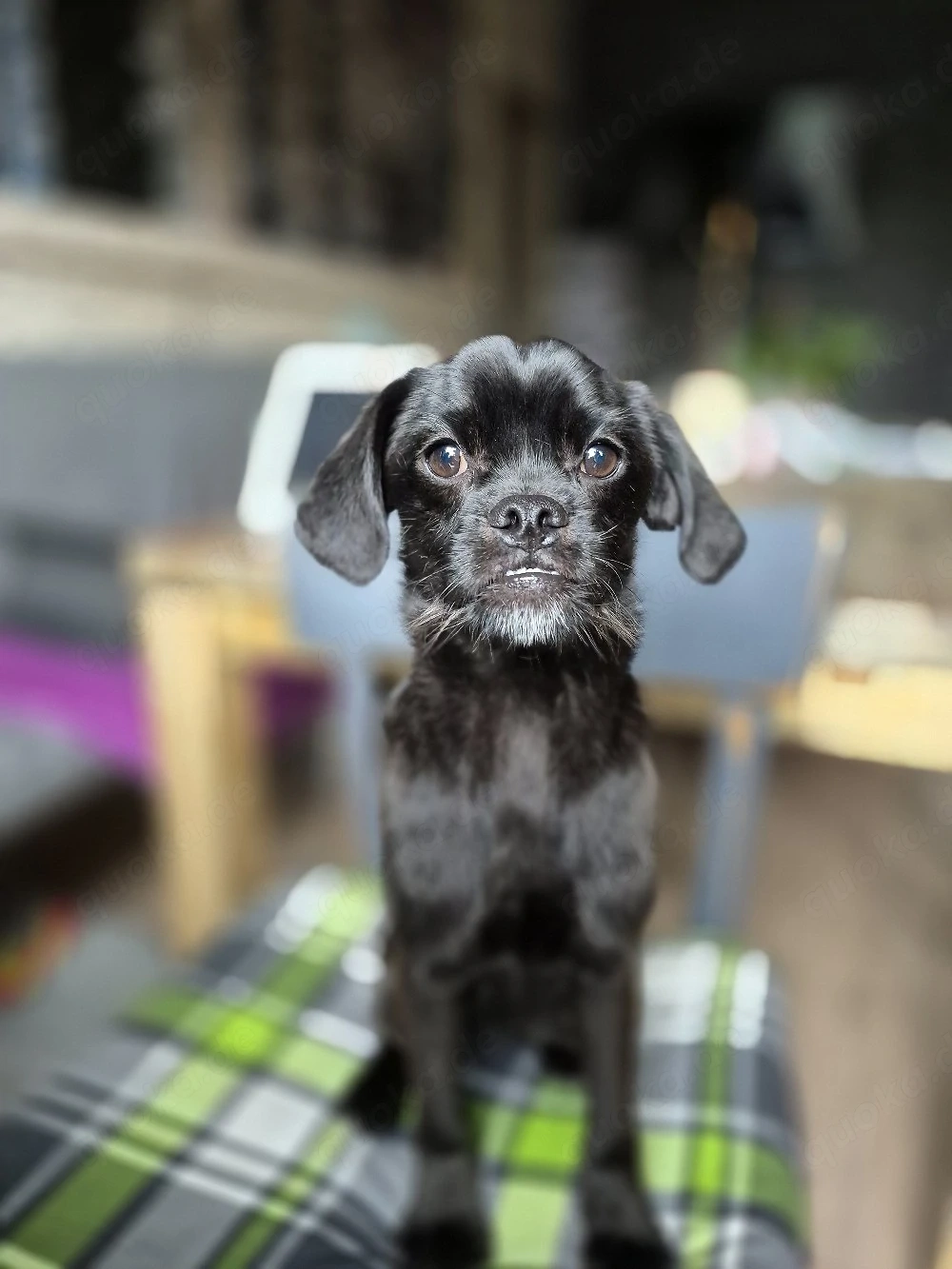 Mops Retromops Junghund