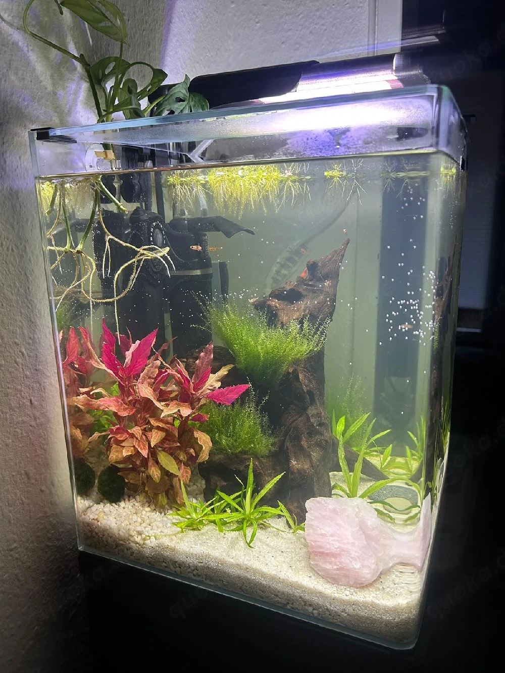 Aquarium 30 Liter mit Unterschrank,Filter, Lampe Heizstab,Fische und Garnelen