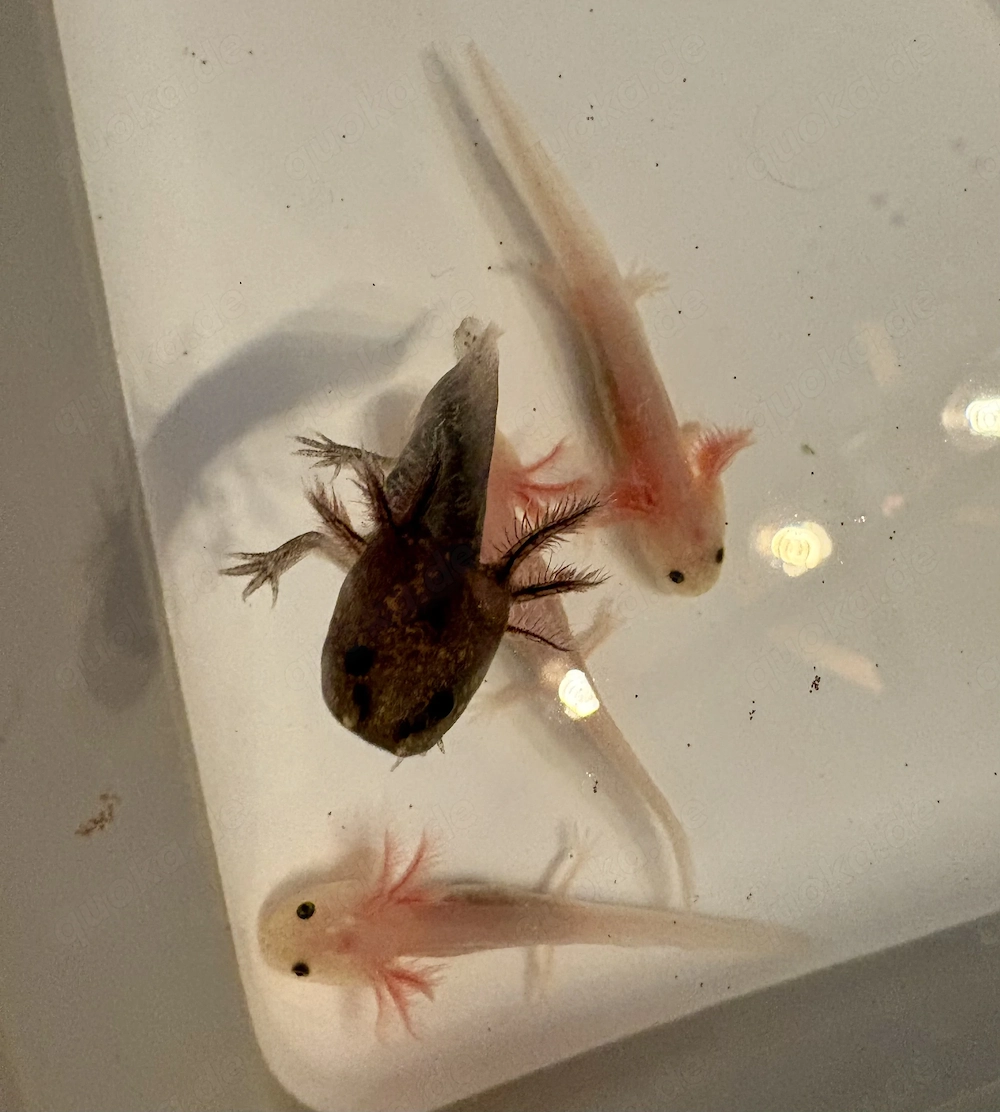 Axolotl Babys abzugeben