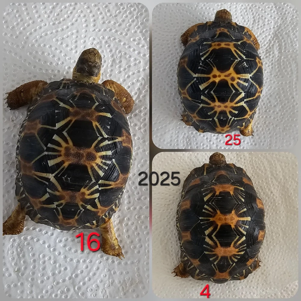 Astrochelys radiata 2025 - Strahlenschildkröten 