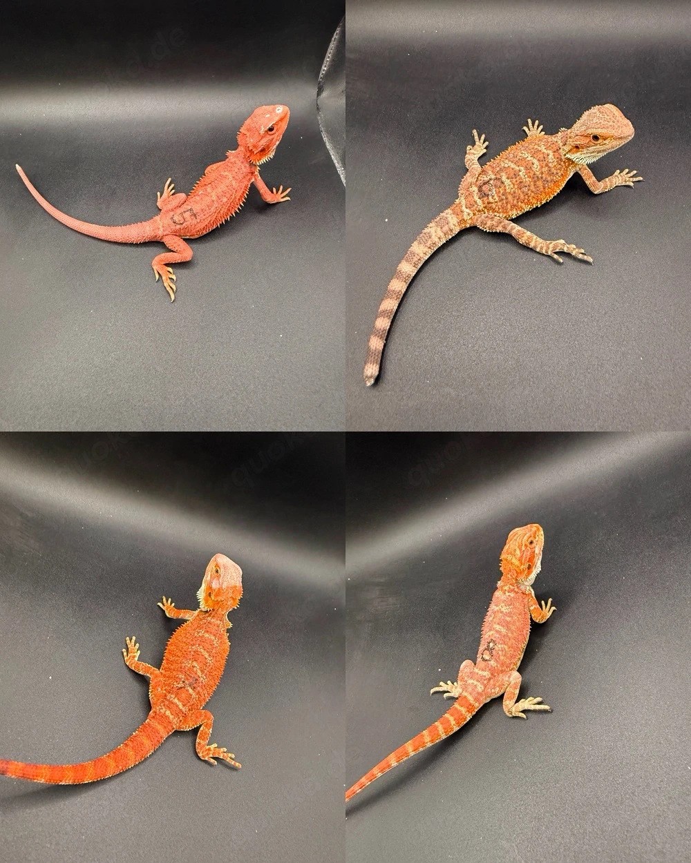 Pogona Vitticeps Farbbartagamen