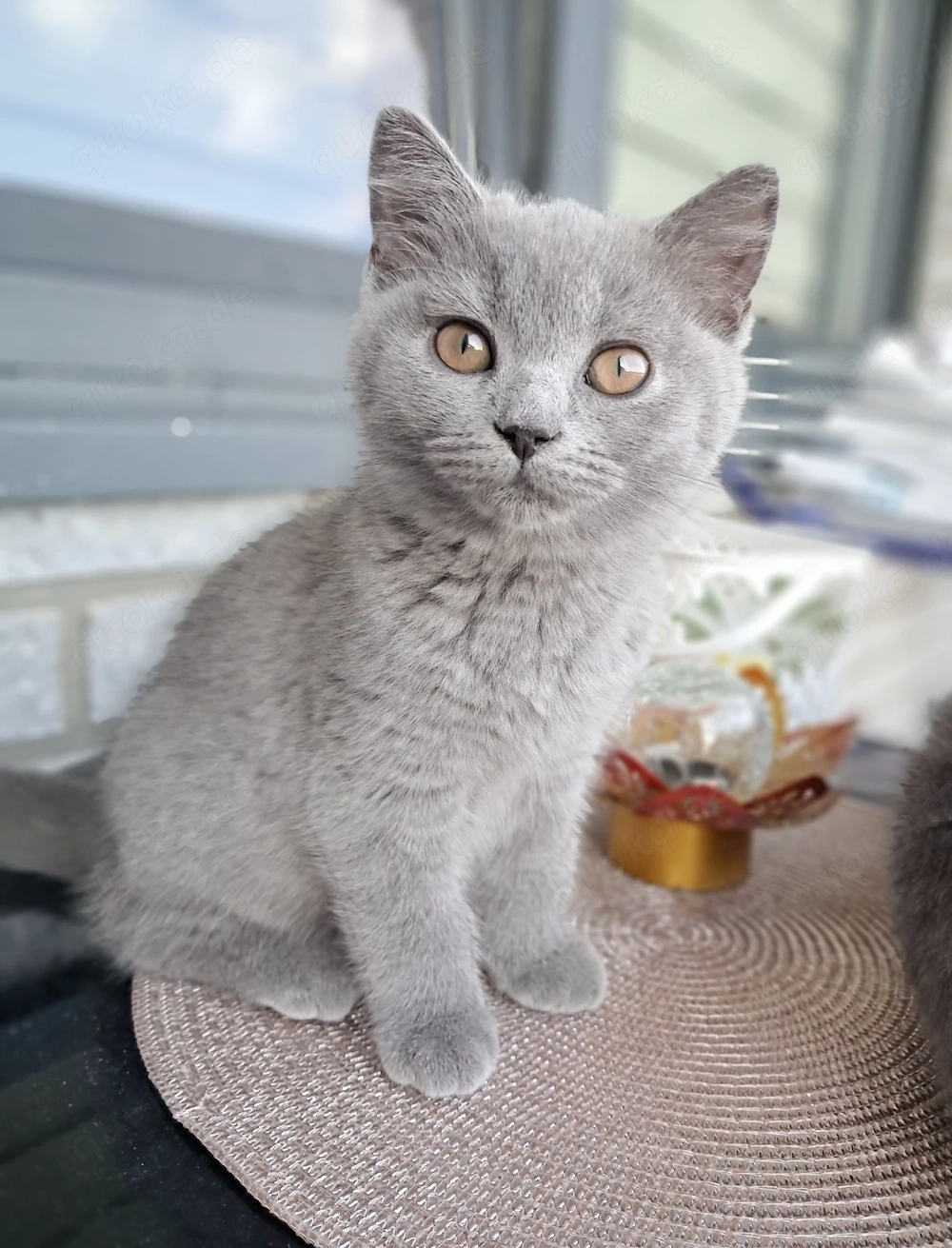 BKH Kitten weiblich