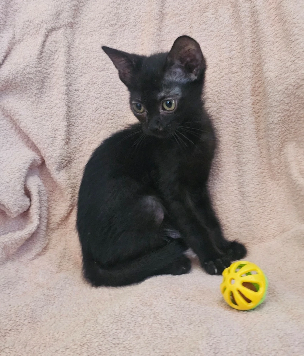 Kitten Katze Tierschutz Bundesweite Vermittlung 