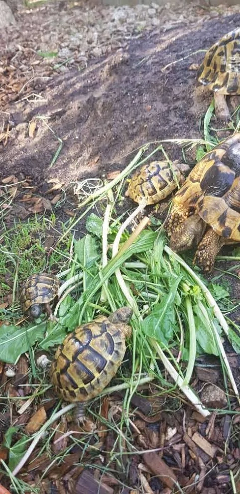 Griechische Landschildkröten aus 2025