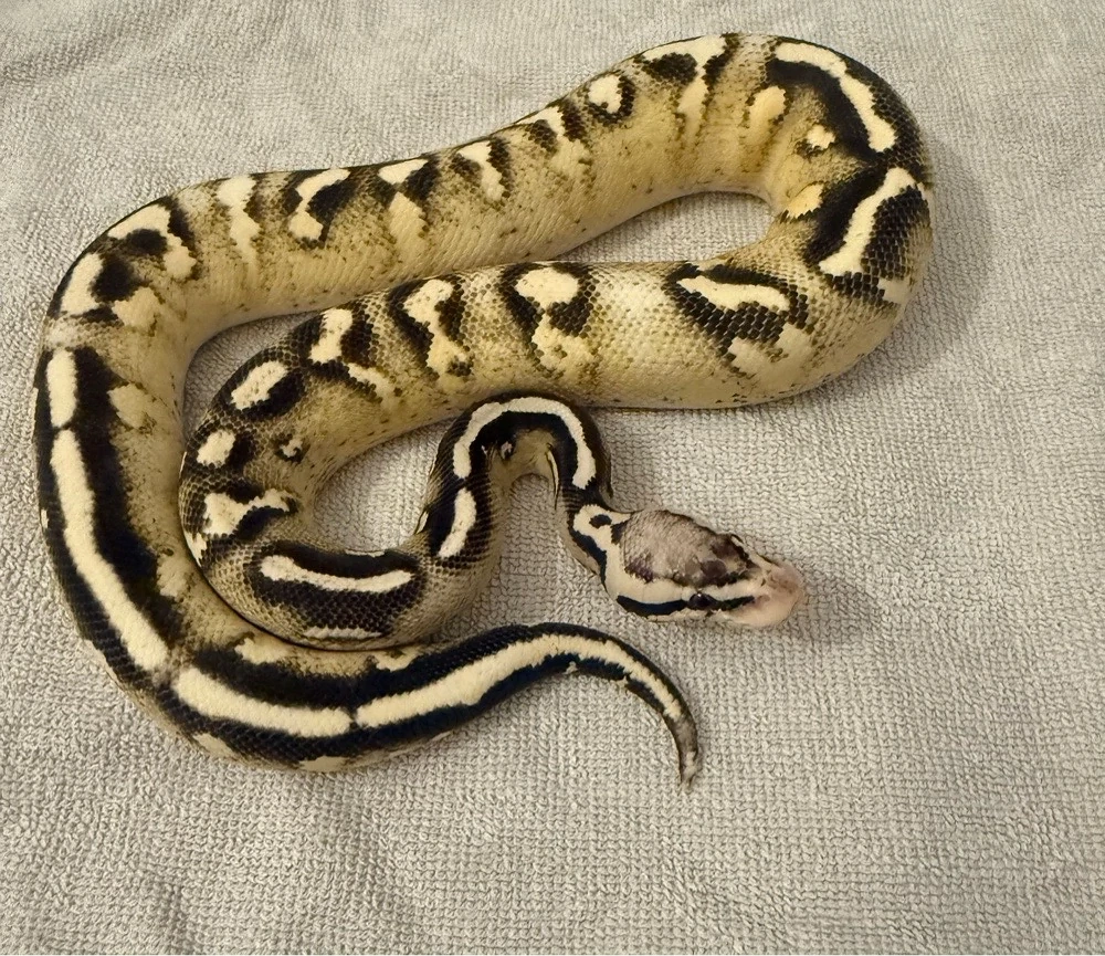 0.1 Pastel Super Gravel 
