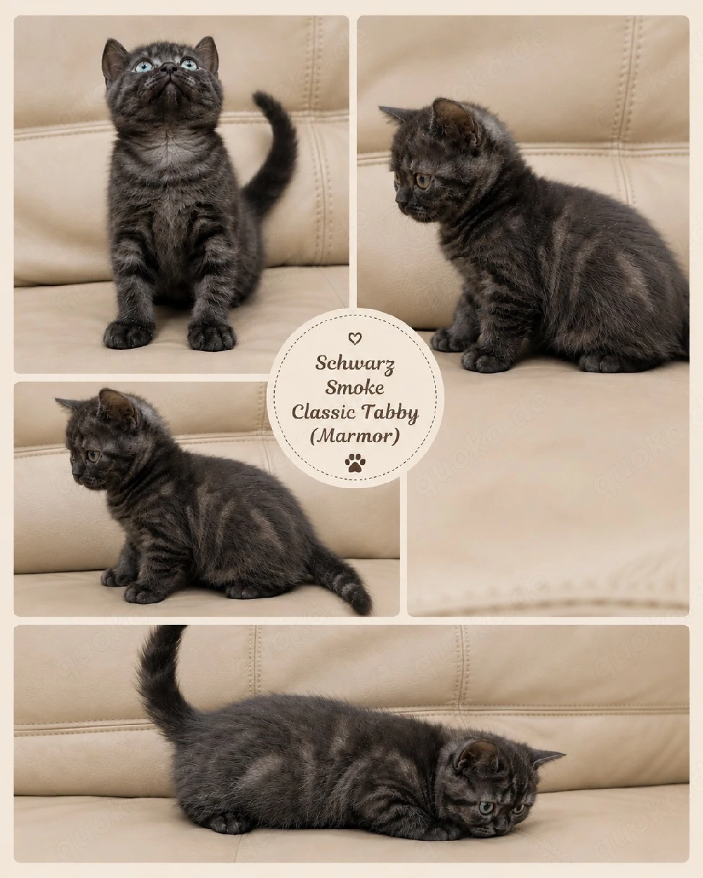 kitten bkh reinrassig Whiskas Marmor tabby Classic 
