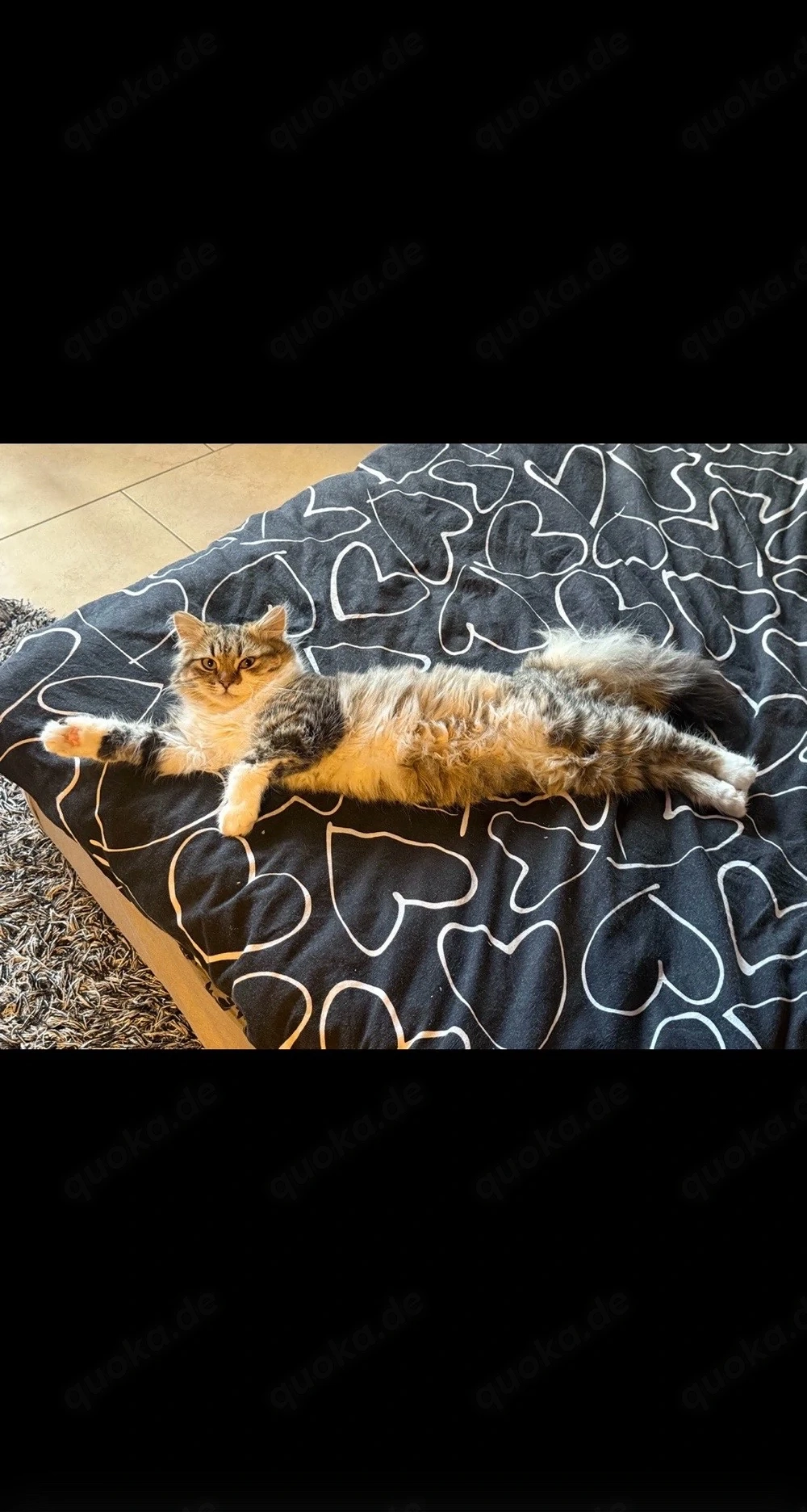 Sibirische Katze zum verschenken