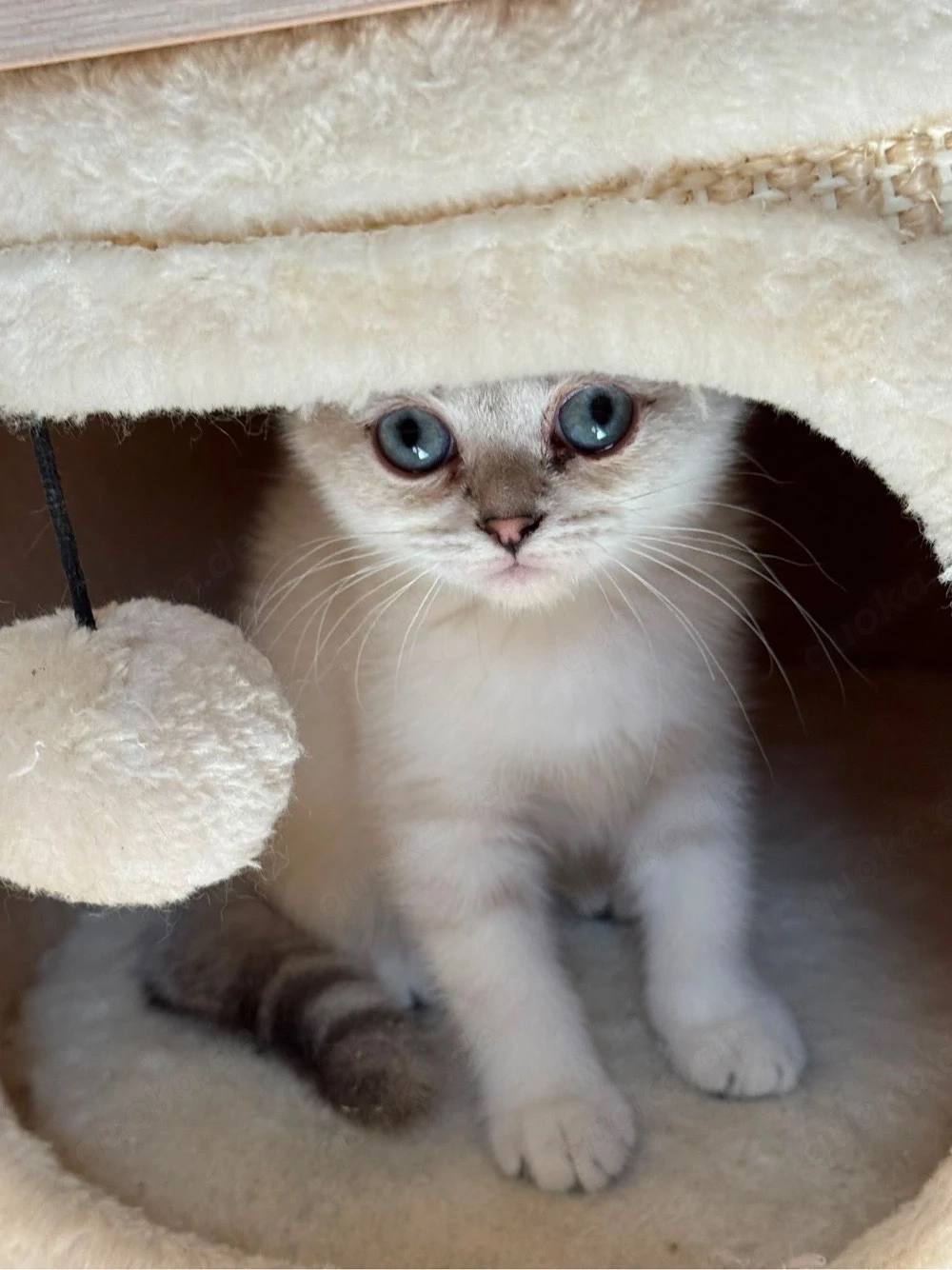 zuckersüsse Bkh Kitten 