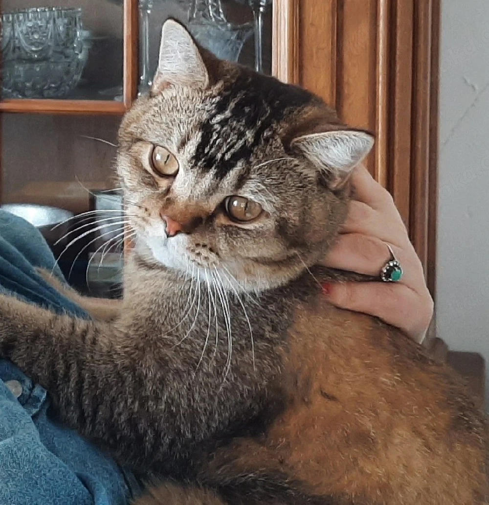 Liebevoller Kater 2 Jahre sucht ein neues Zuhause 
