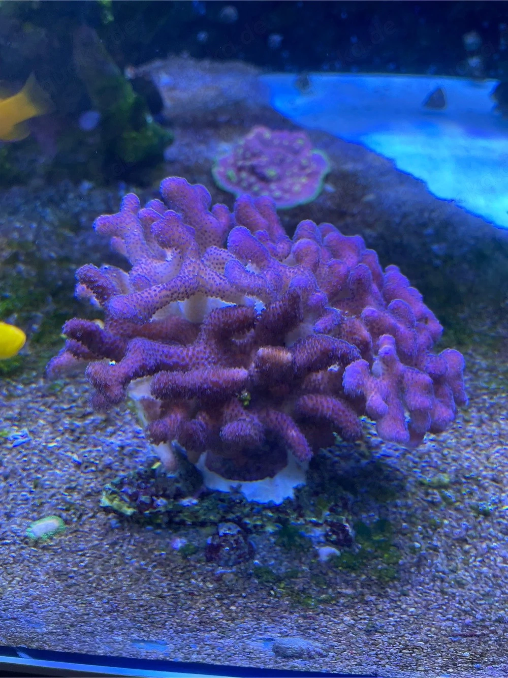 Meerwasser Korallen Fiji Stylopora Pink