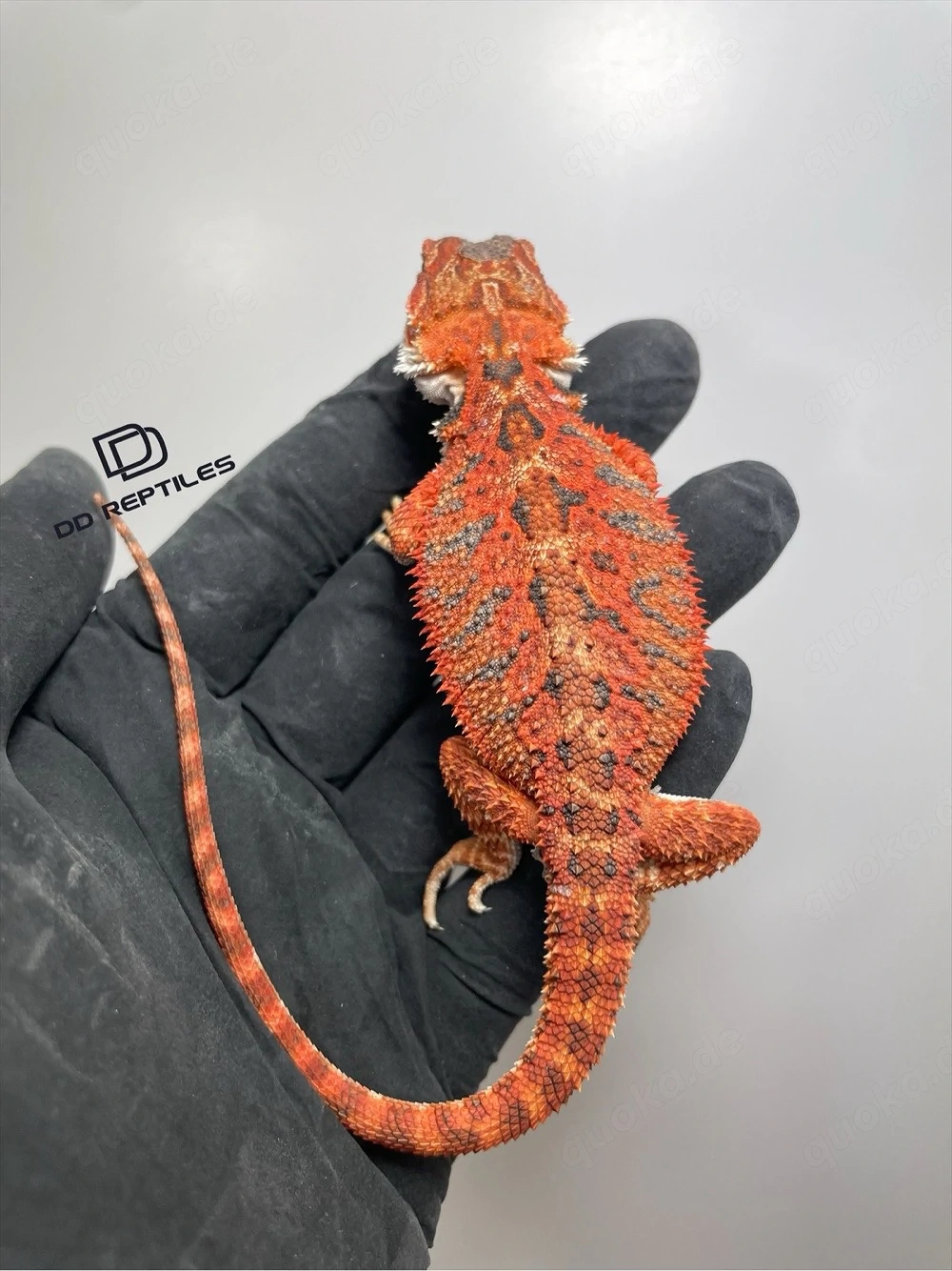 Bartagamen Männchen (Pogona vitticeps) half red Monster half extreme red blue Tiger het Hypo