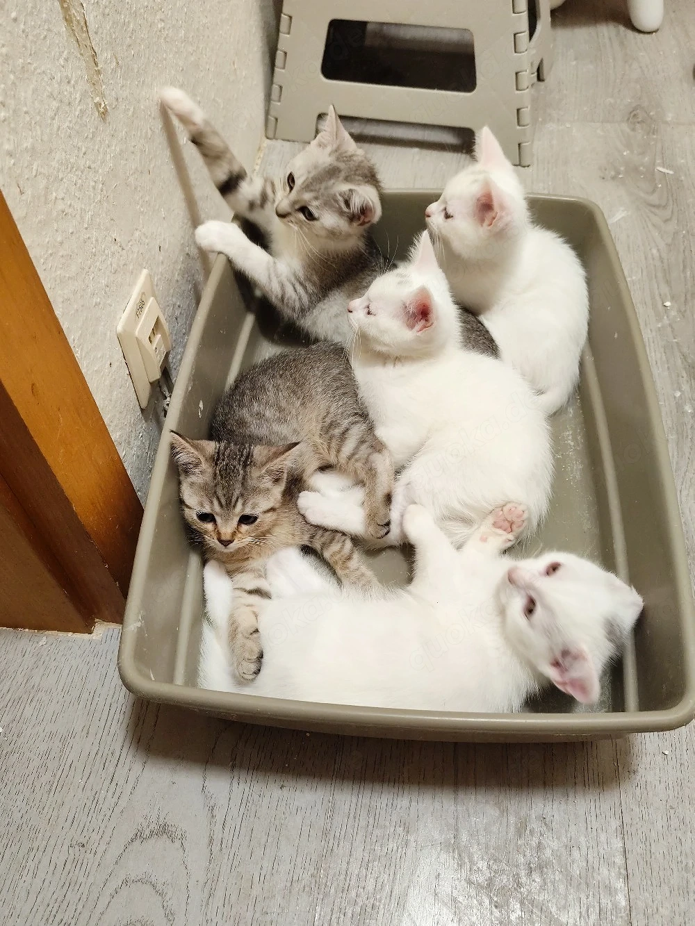 katzen suchen neues Zuhause 