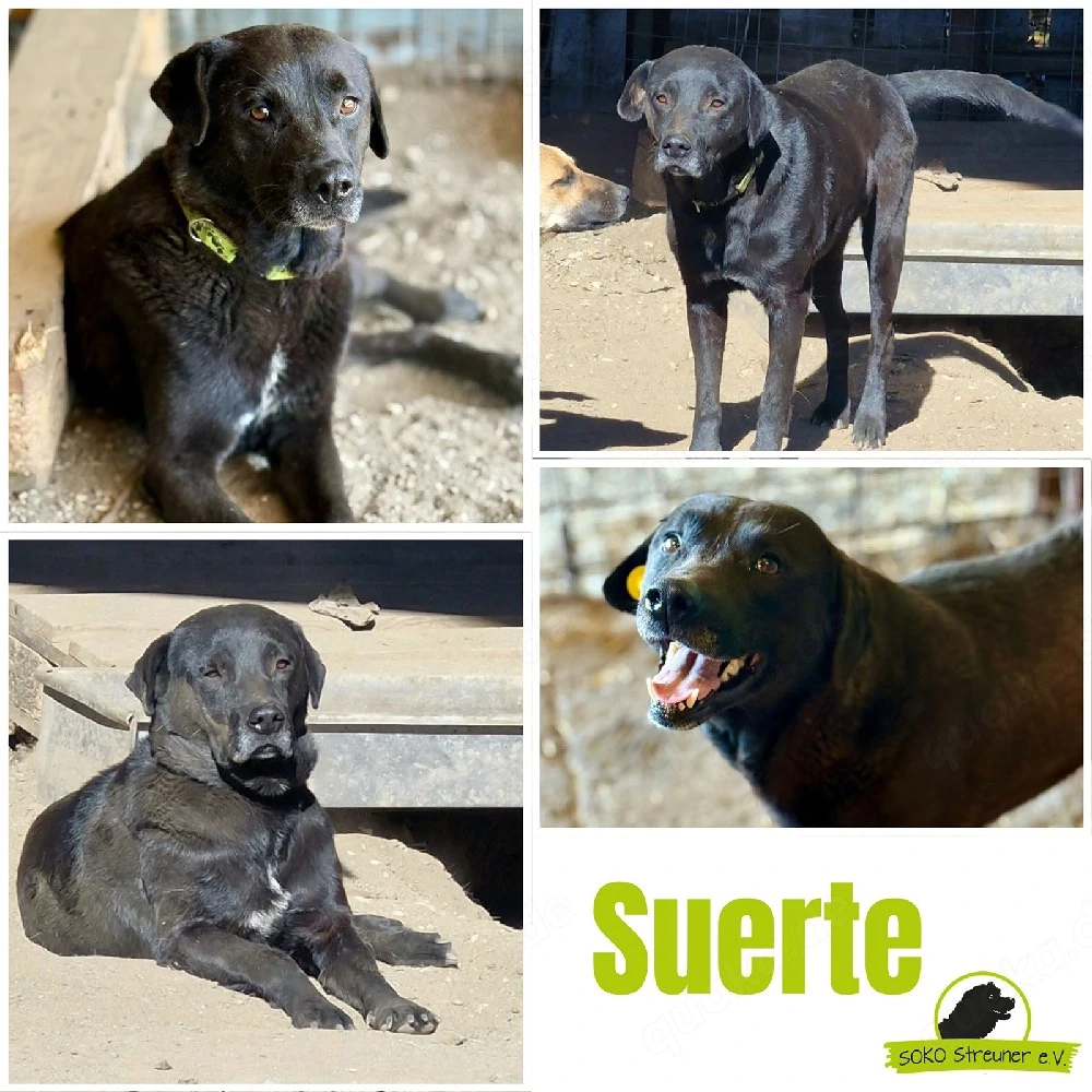 Notfellchen Suerte sucht sein Glück