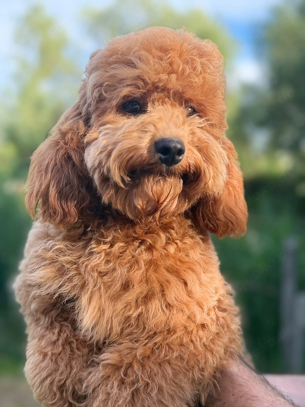  Cockapoo-Rüde