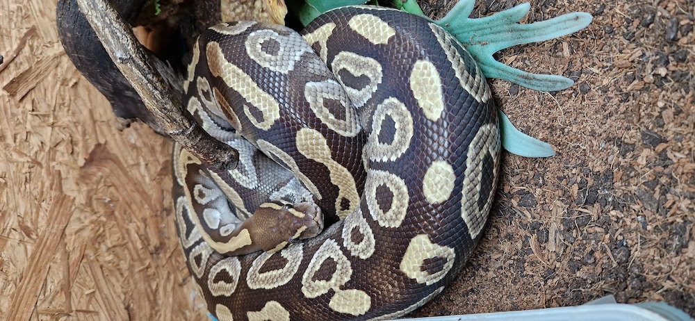 Python regius, Mojave