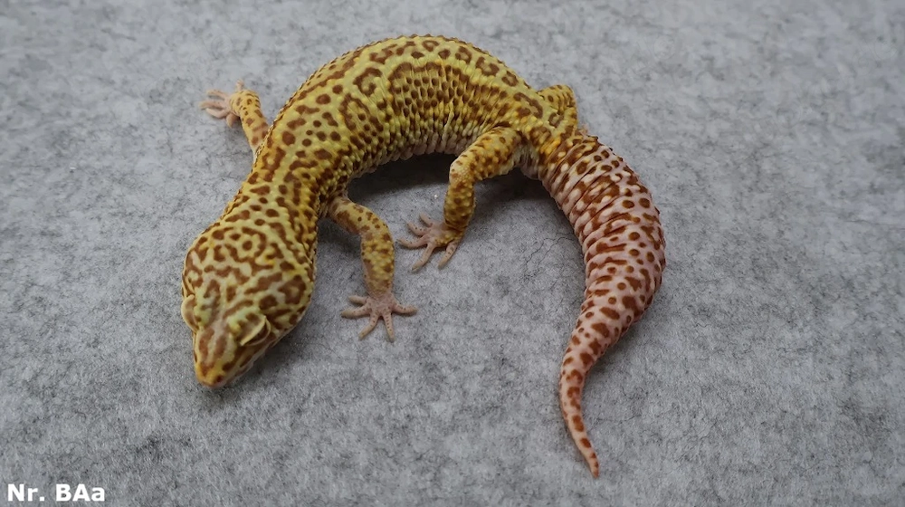 Leopardgecko adult zuchtreif Männchen Weibchen