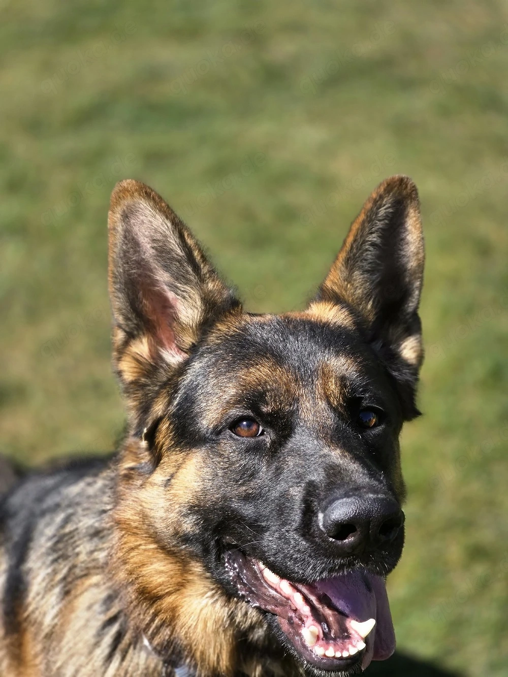 Deutscher Schäferhund 