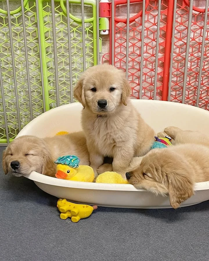 Herzige Golden Retriever((((4367870413678)))))))))))