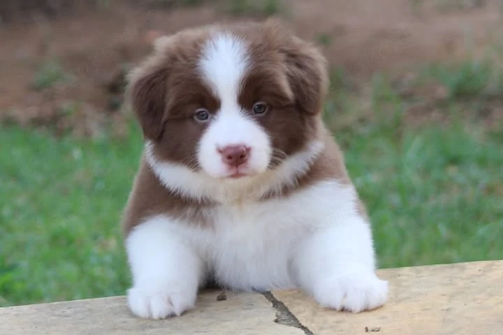 Border Collie Welpen ((( )4367870413678))))