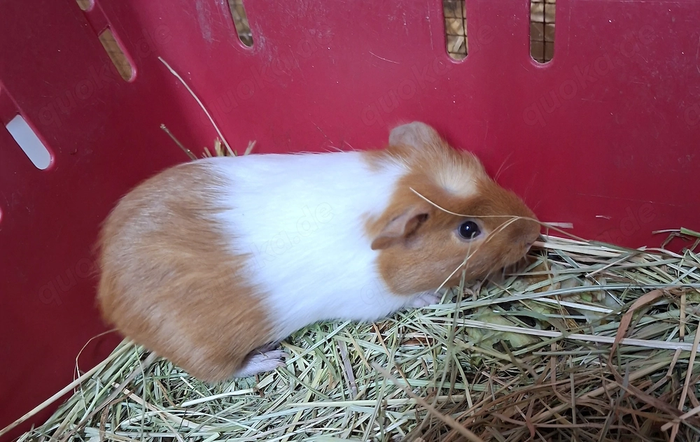 Meerschweinchen Böcke