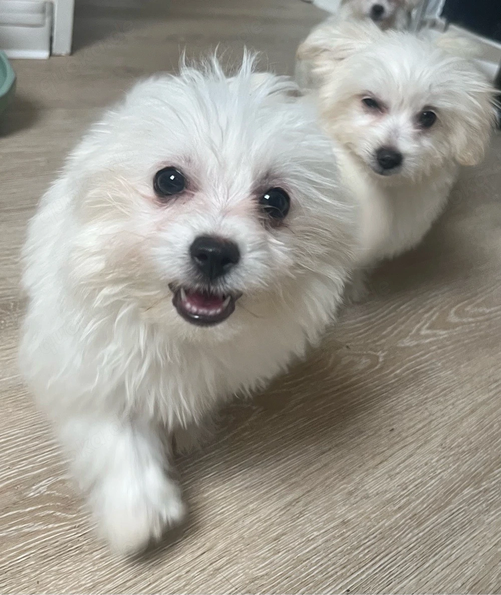 Maltipom Pomeranian Malteser Mix