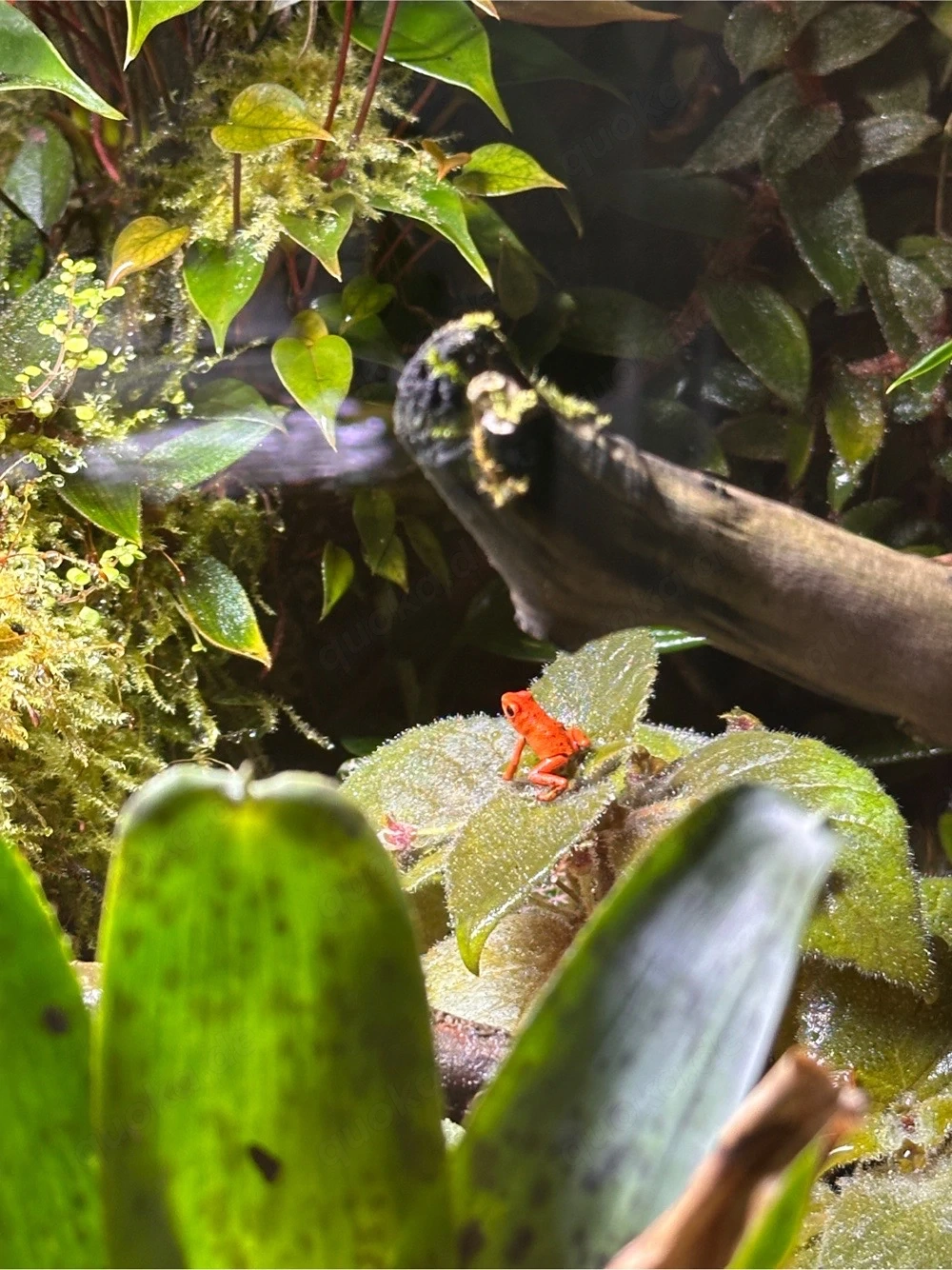 Oophaga pumilio Red Frog Beach