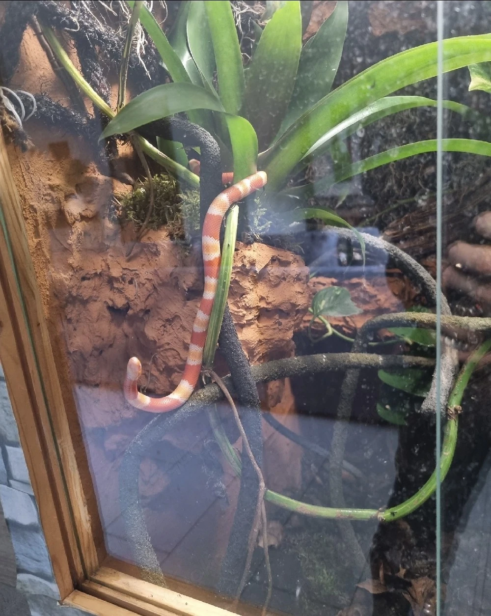Honduras Milchnatter female albino + Terrarium 