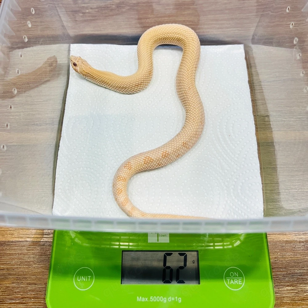 1.0 Heterodon nasicus Pink Panther