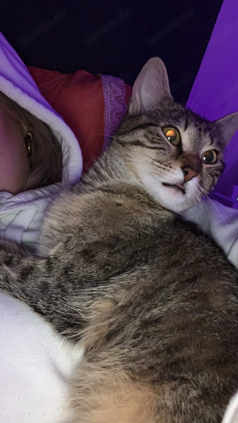 Katze zum abgeben 