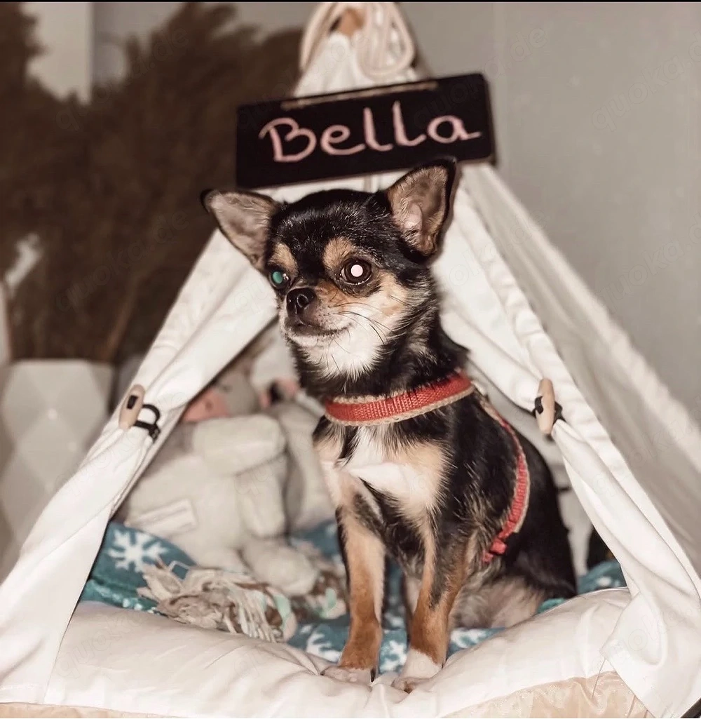    Bella sucht ihren Freund fürs Leben   