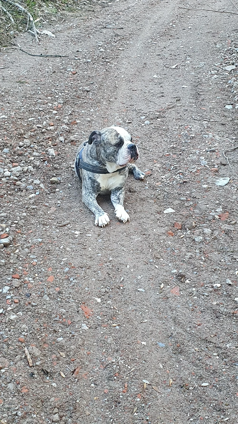 New english Bulldog 
