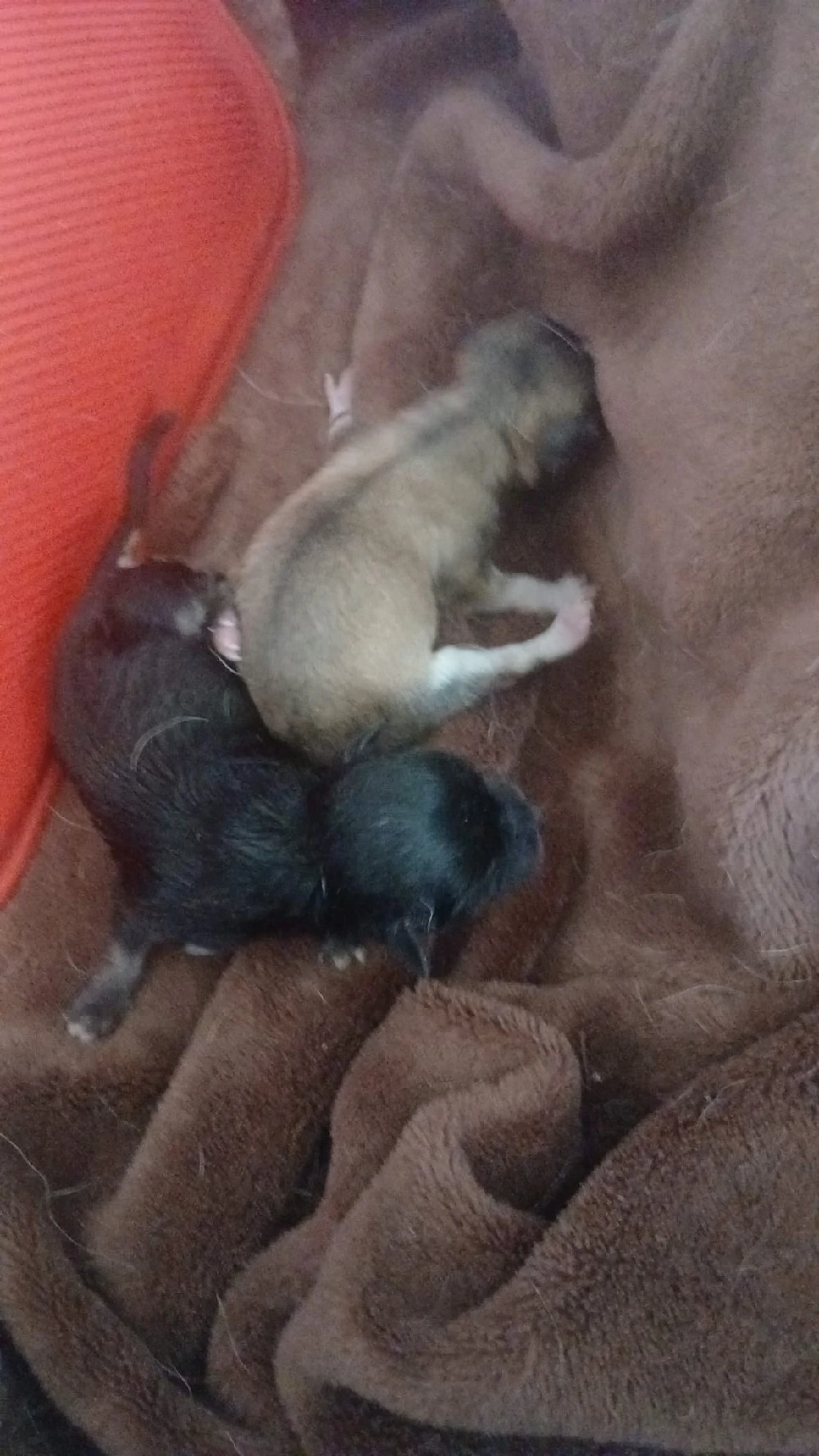 süße Chihuahua Welpen 