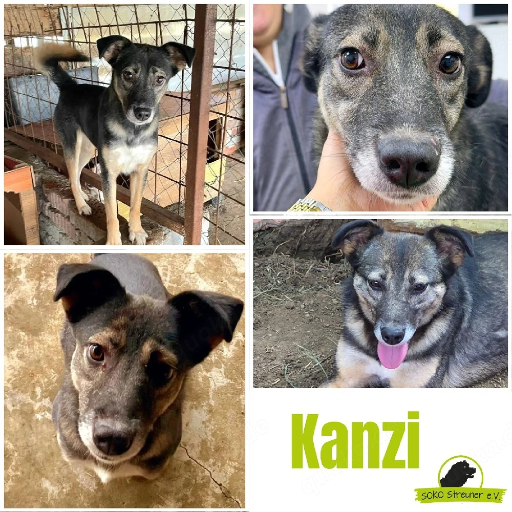 Kanzi ist bereit für ihr Leben   