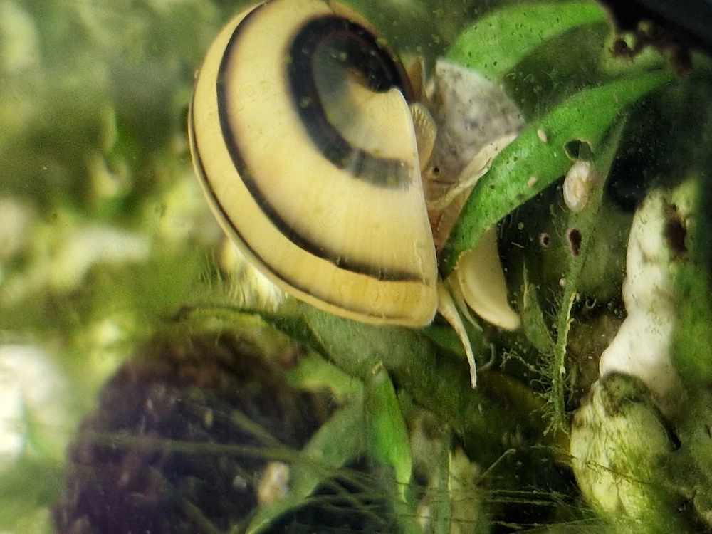 Zebra-Apfelschnecken (Asolene spixi) zu verkaufen 