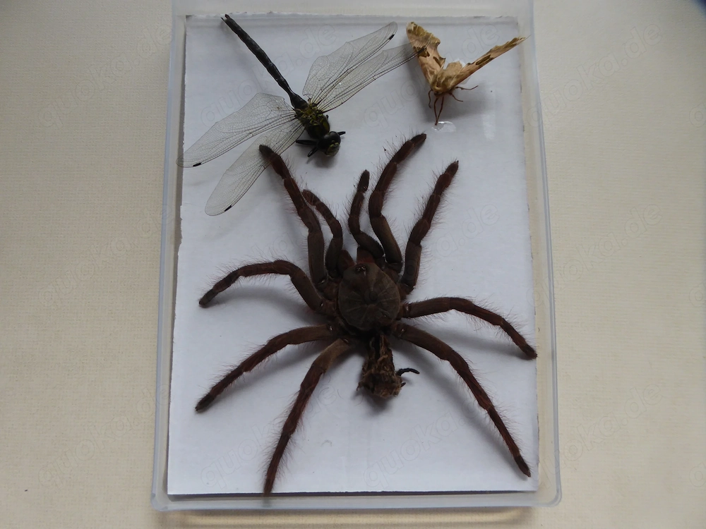 Vogelspinne Insekten Libelle Bild Diorama Spinne Exuvie Präparat