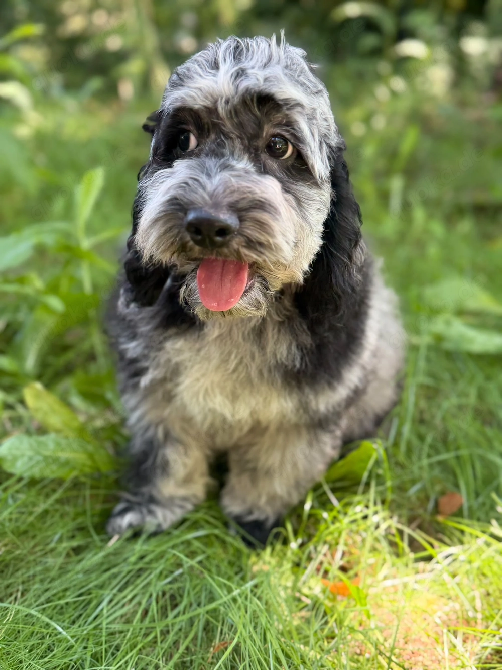 Einzigartige Silver-Merle-Cockapoo-Welpen