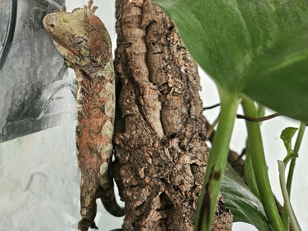 Flechtengecko Mniarogekko mit Terrarium