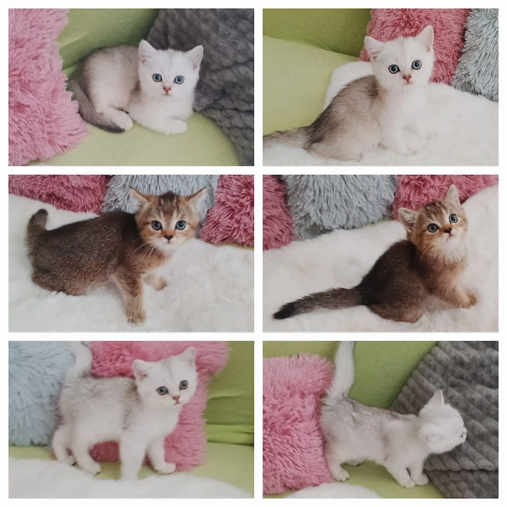 Süße BKH kitten sofort Abgabebereit