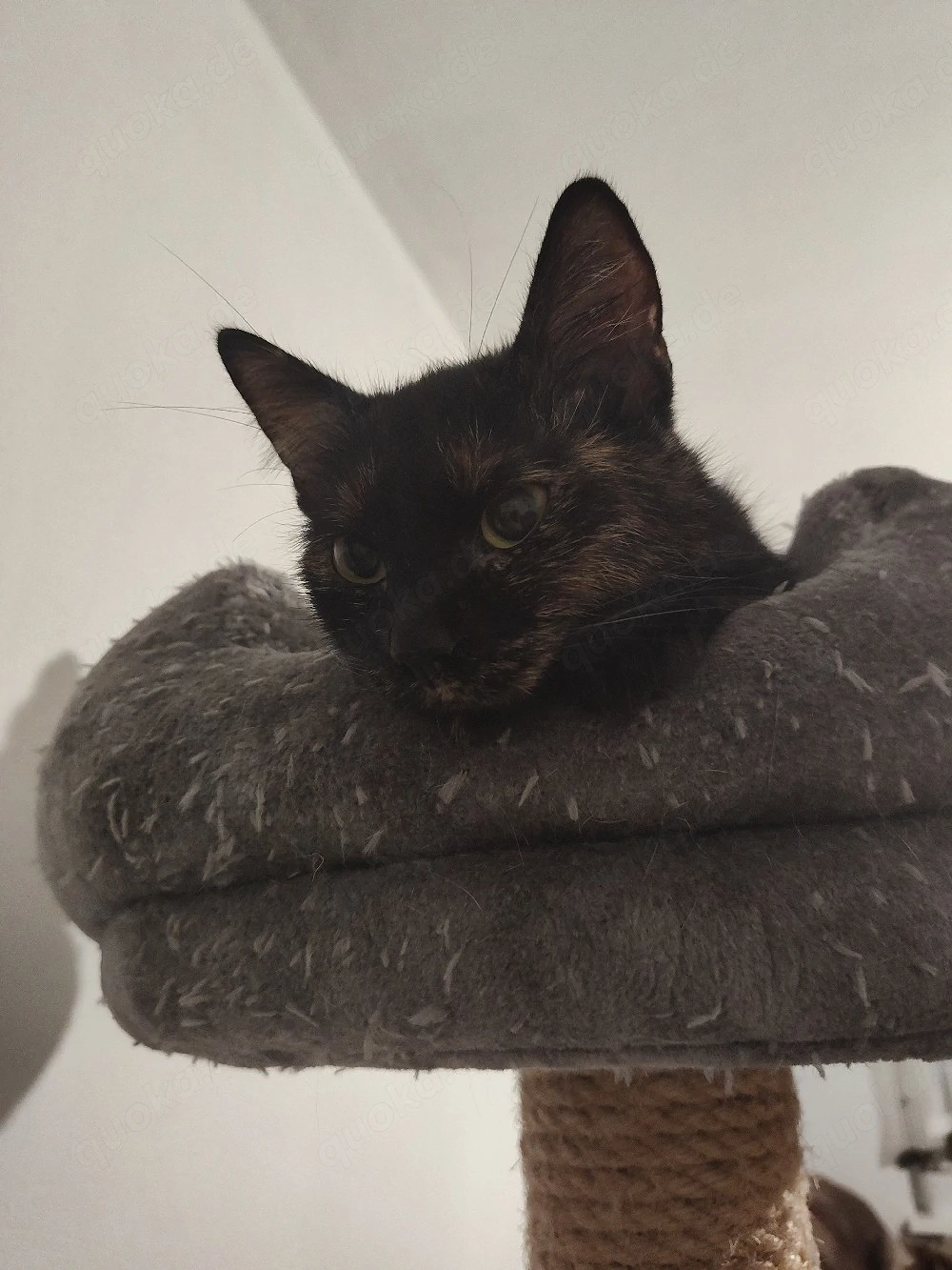 Katze zu verschenken 