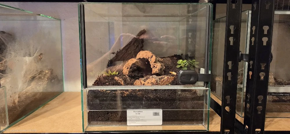Theraphosa stirmi weiblich 