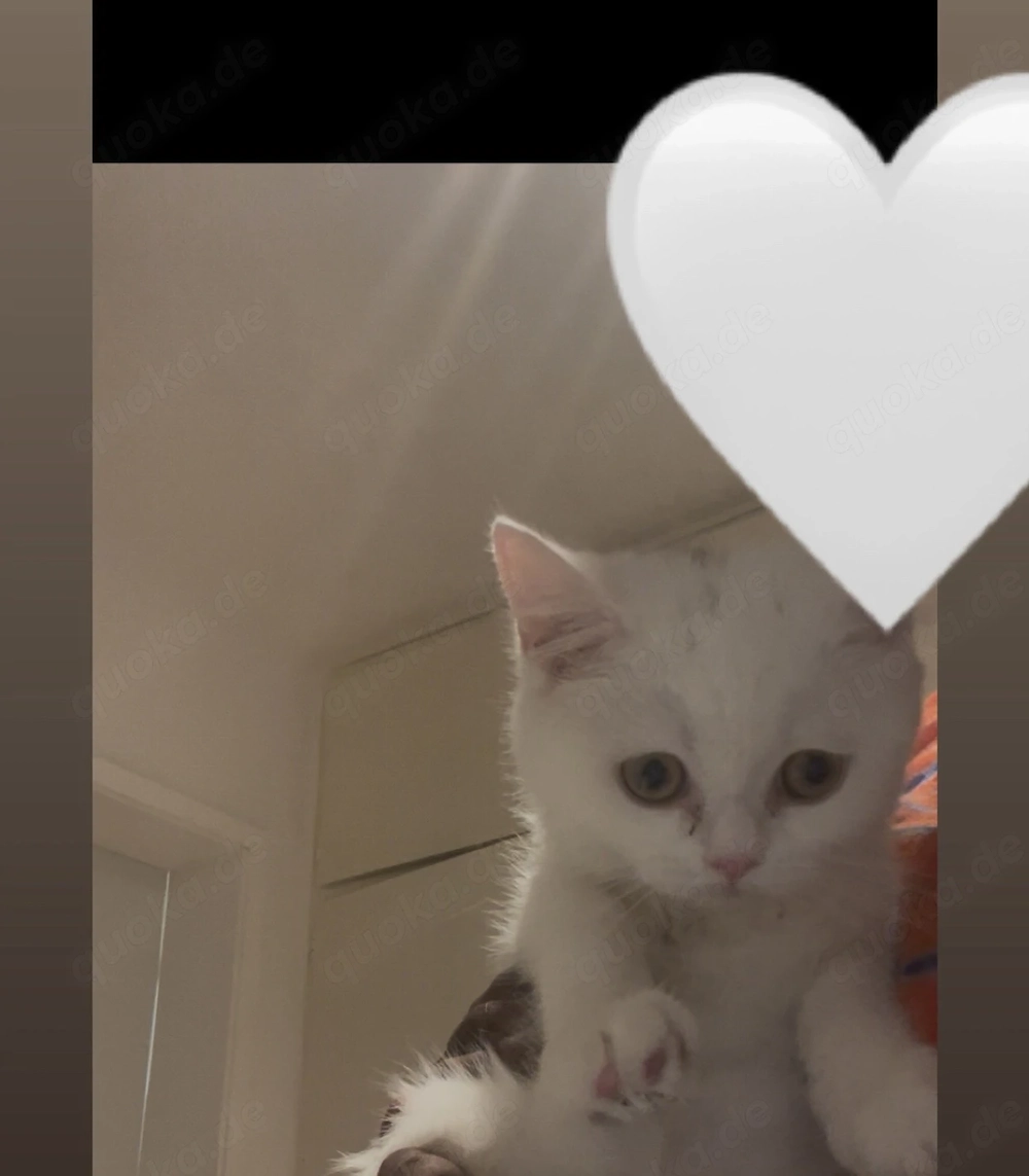 Wunderschönes BKH Kitten-Mädchen sucht ihr liebevolles Zuhause 