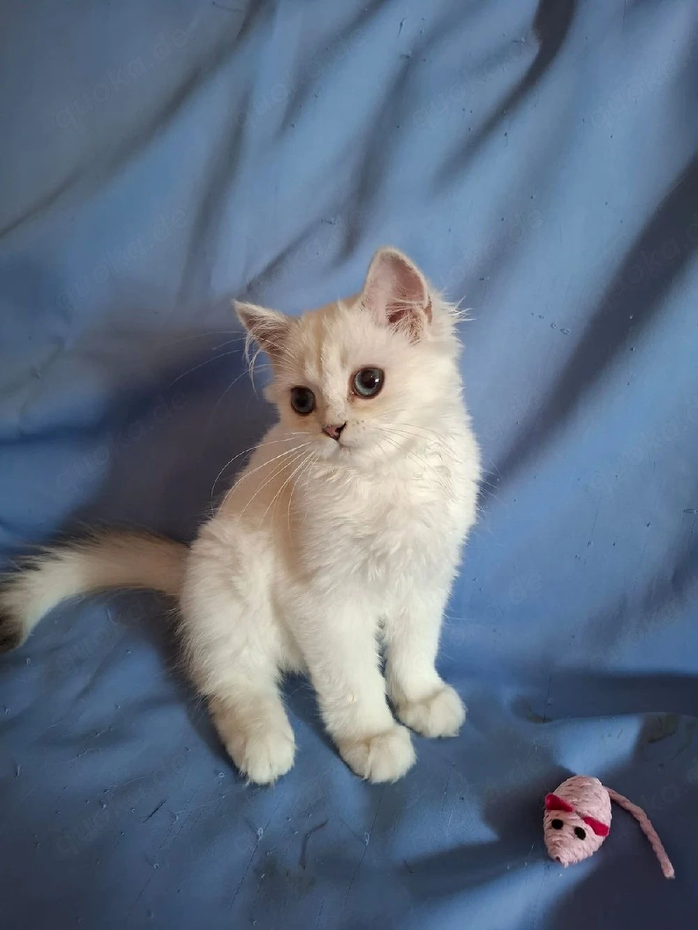Zuckersüße BLH Kitten, black silver shaded point