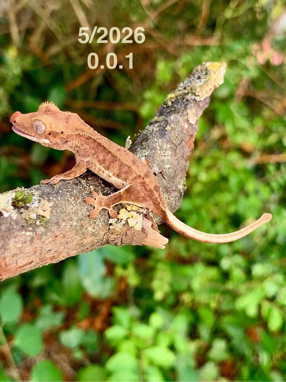 0.0.1 Correlophus Ciliatus (Kronengecko) LillyWhite Gecko