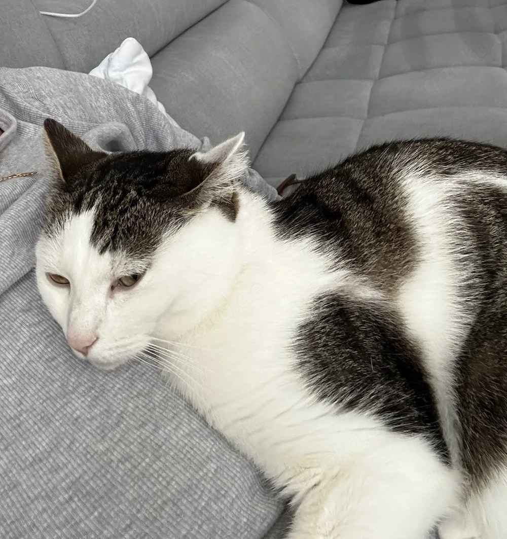 Liebevolle Katze zu verschenken