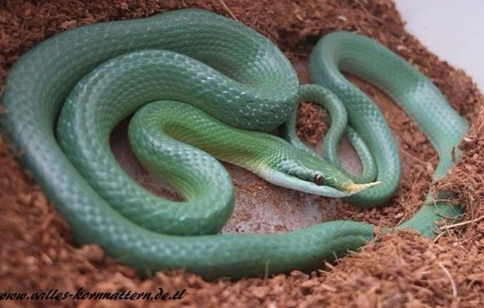 2.0 Vietnamesische Langnasennatter   Gonyosoma Boulengeri ENZ25