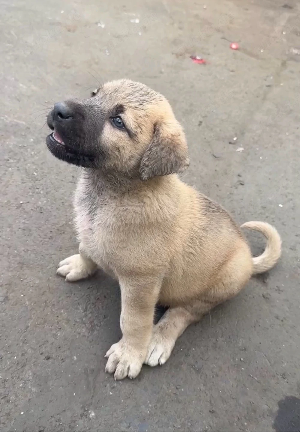 Kangal  Wurf A  Welpen 